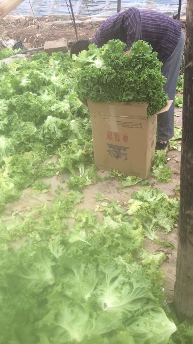 精品生菜
