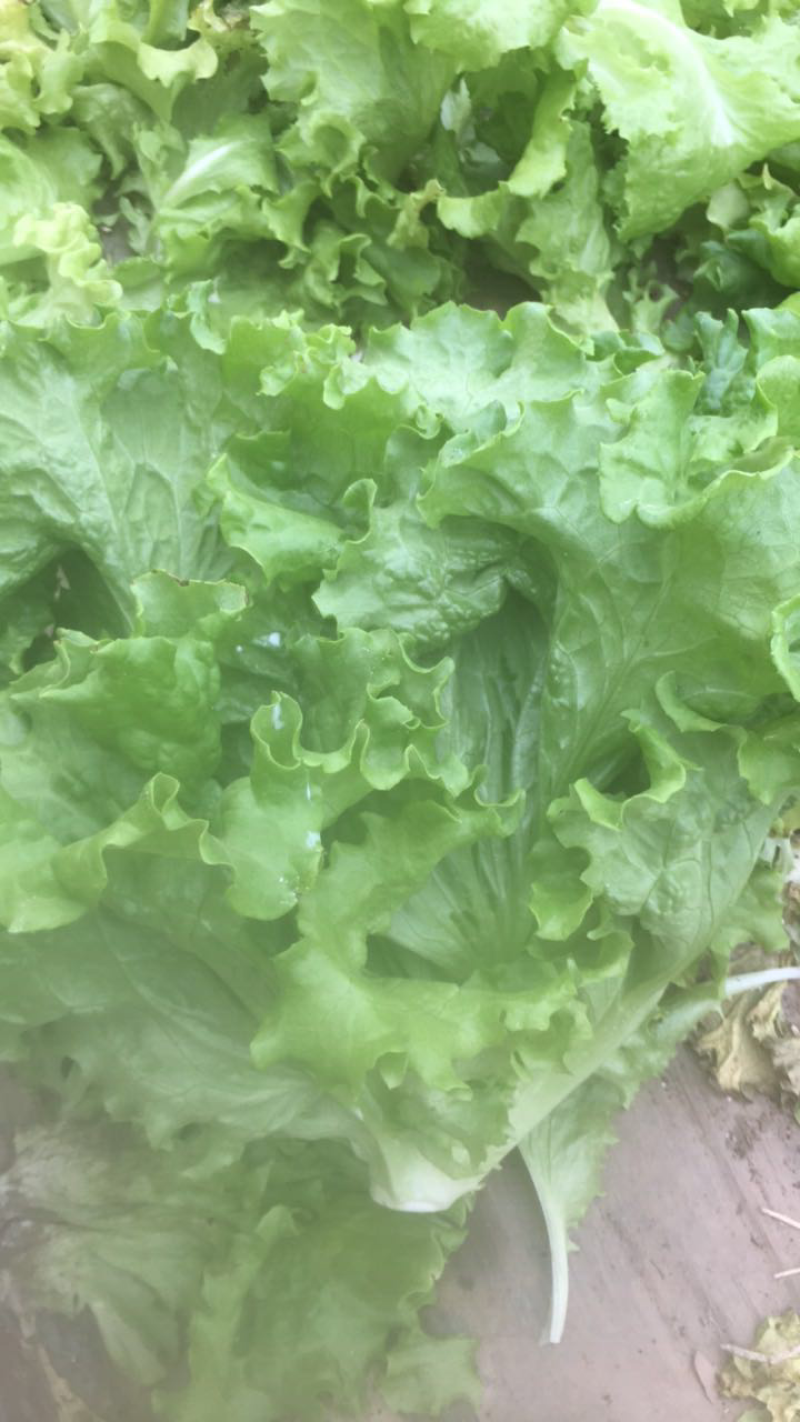 精品生菜