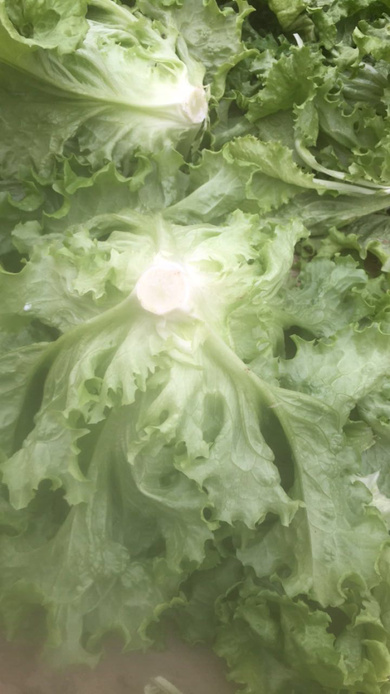 精品生菜