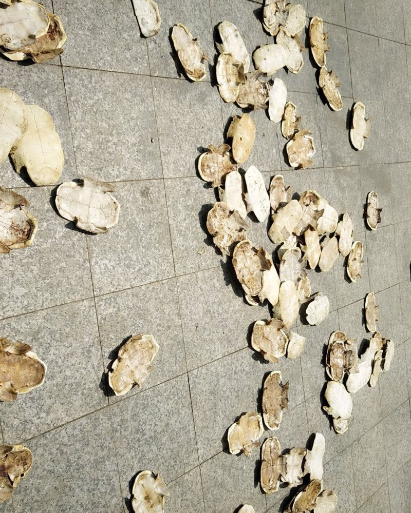 巴西龟板，旱地龟板，去皮，生的，制的均