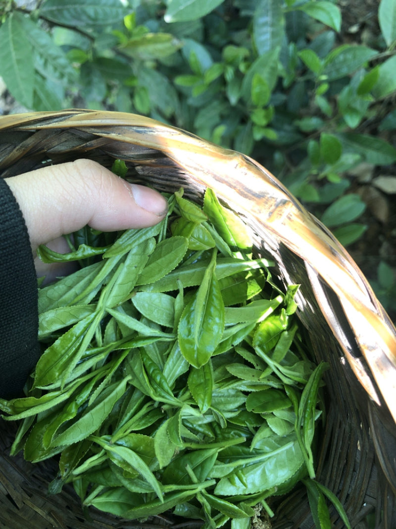 茶叶