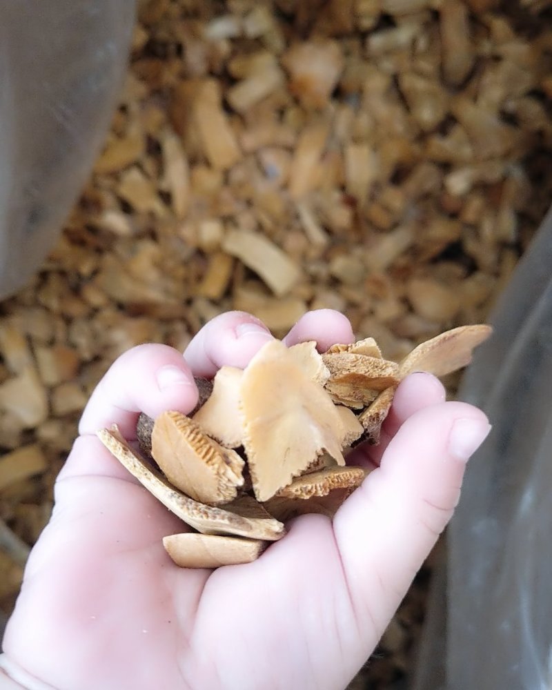 巴西龟板，旱地龟板，去皮，生的，制的均
