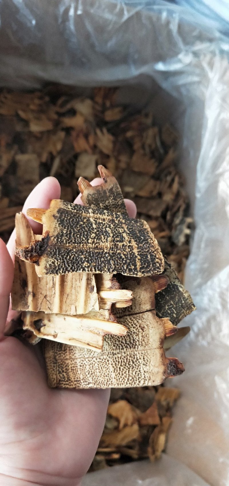 鳖甲个子，四半鳖甲，炒鳖甲，炒下甲