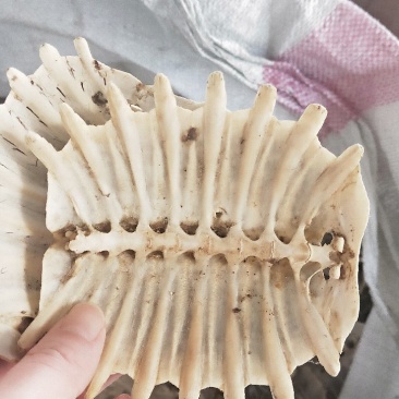 鳖甲个子，四半鳖甲，炒鳖甲，炒下甲