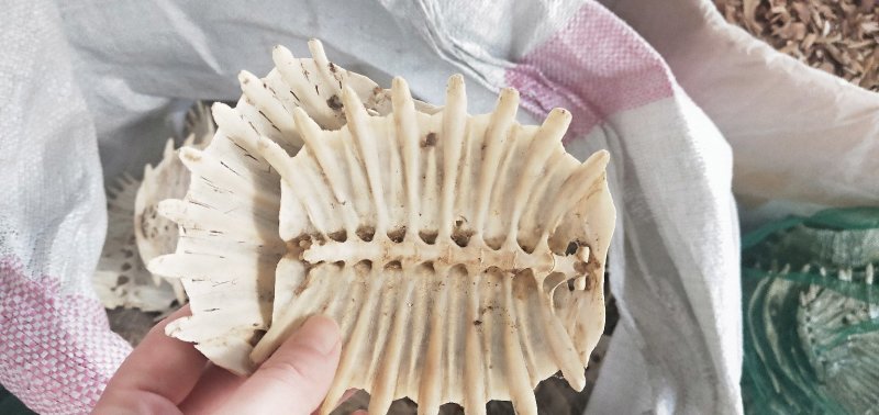 鳖甲个子，四半鳖甲，炒鳖甲，炒下甲