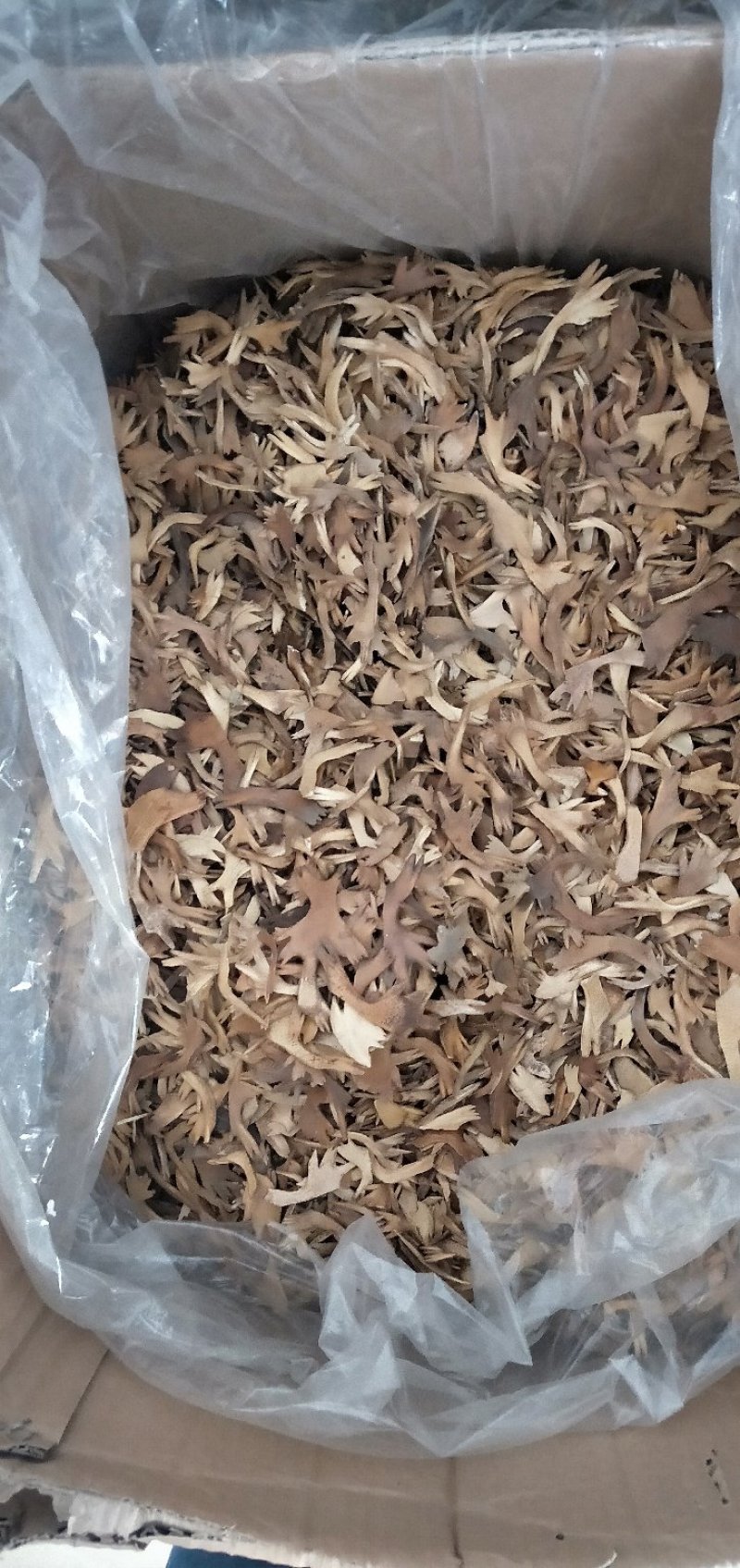鳖甲个子，四半鳖甲，炒鳖甲，炒下甲