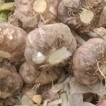 代收，代发大蒜