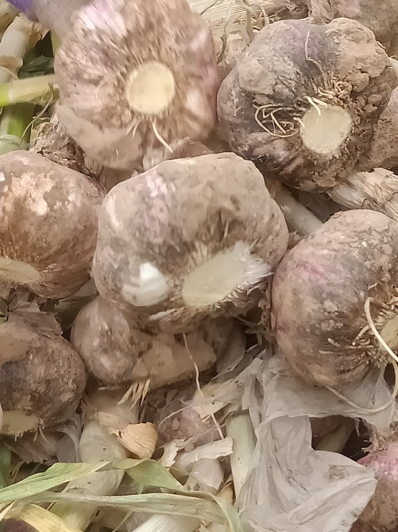 代收，代发大蒜