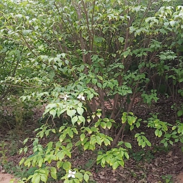 四照花，高2米到3.5高货源充足