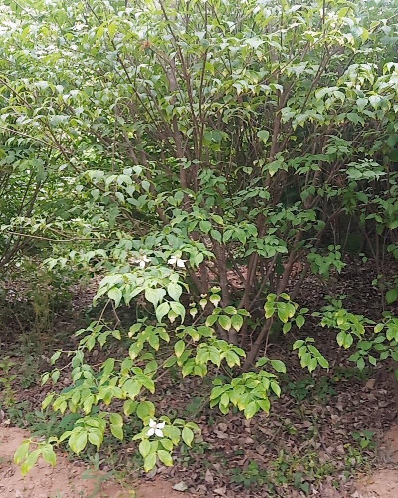 四照花，高2米到3.5高货源充足