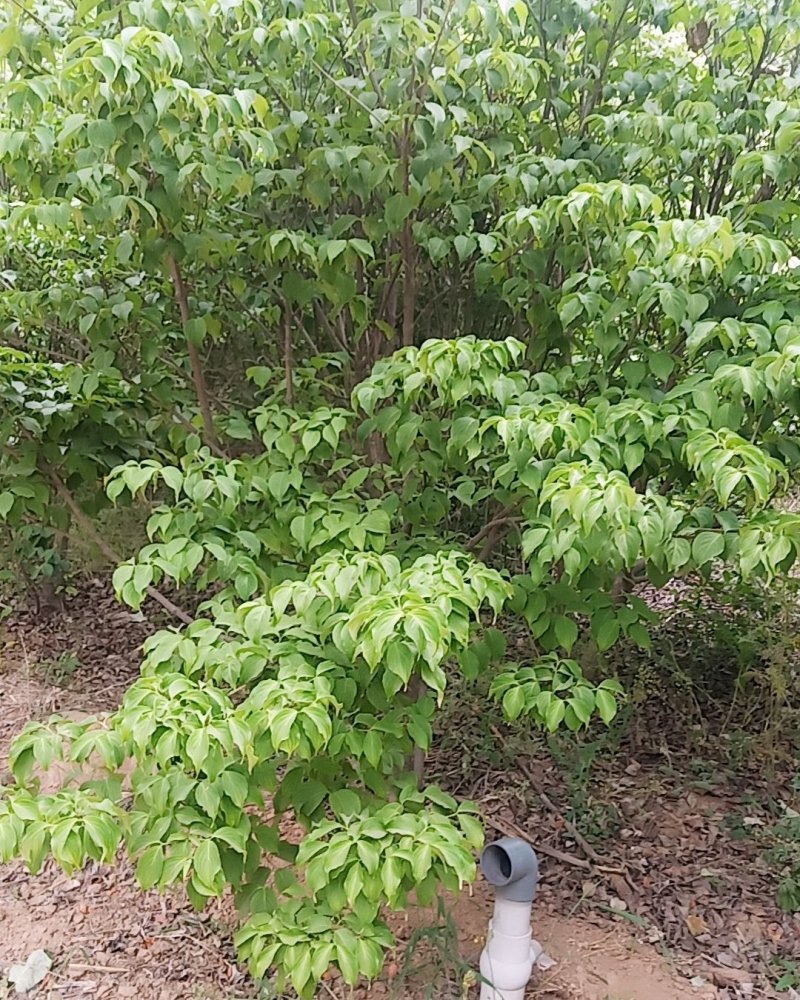 四照花，高2米到3.5高货源充足