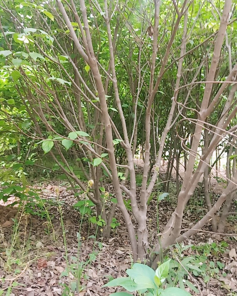 四照花，高2米到3.5高货源充足