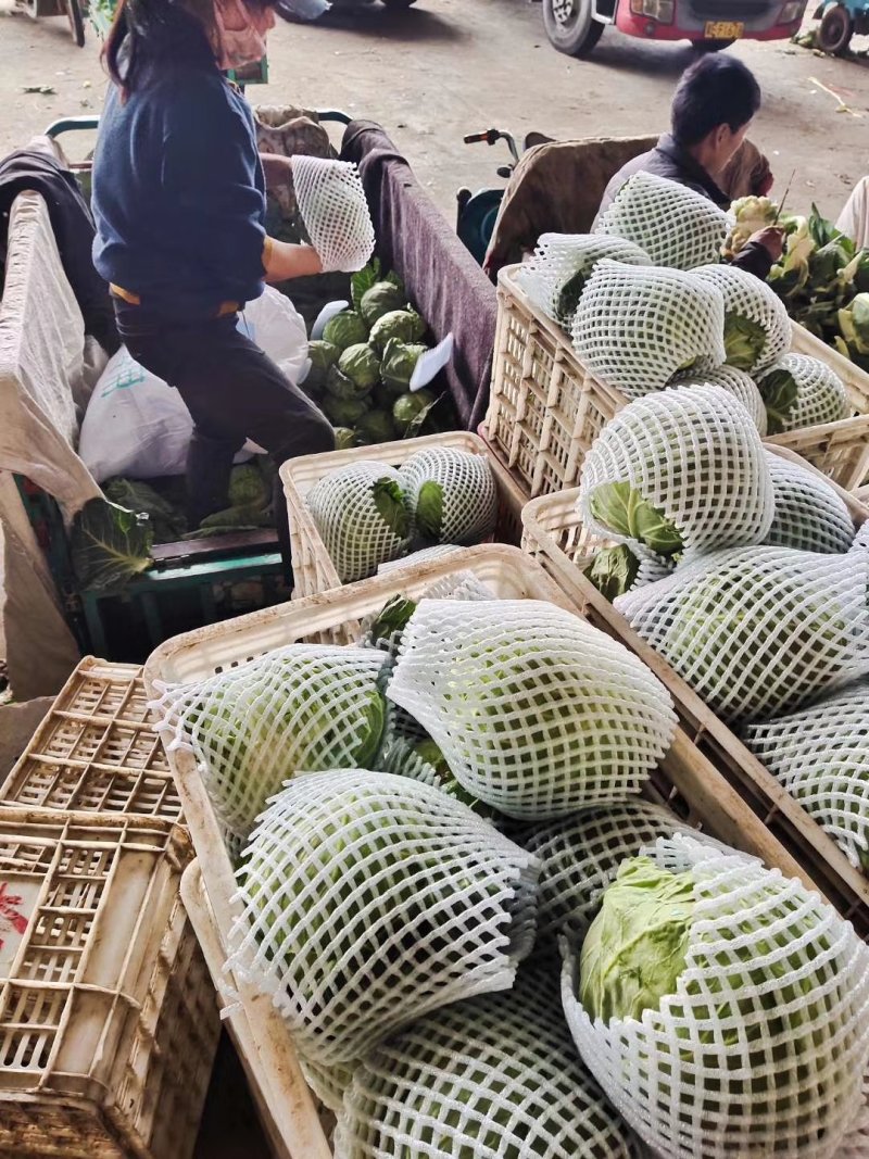 甘蓝，精品圆包菜，中甘系列都有，货源充足，承接商超批发