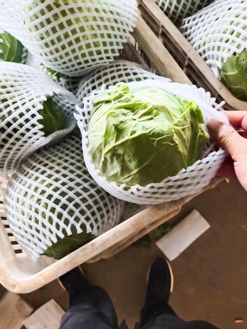 甘蓝，精品圆包菜，中甘系列都有，货源充足，承接商超批发