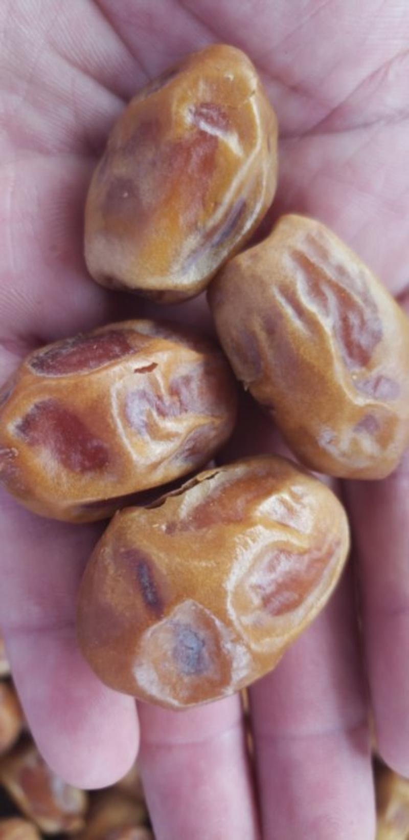 网红伊拉克黄椰枣大颗粒对接代发多种合作模式价格优势大