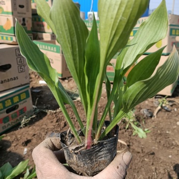 紫花玉簪抗涝抗寒抗旱玉簪