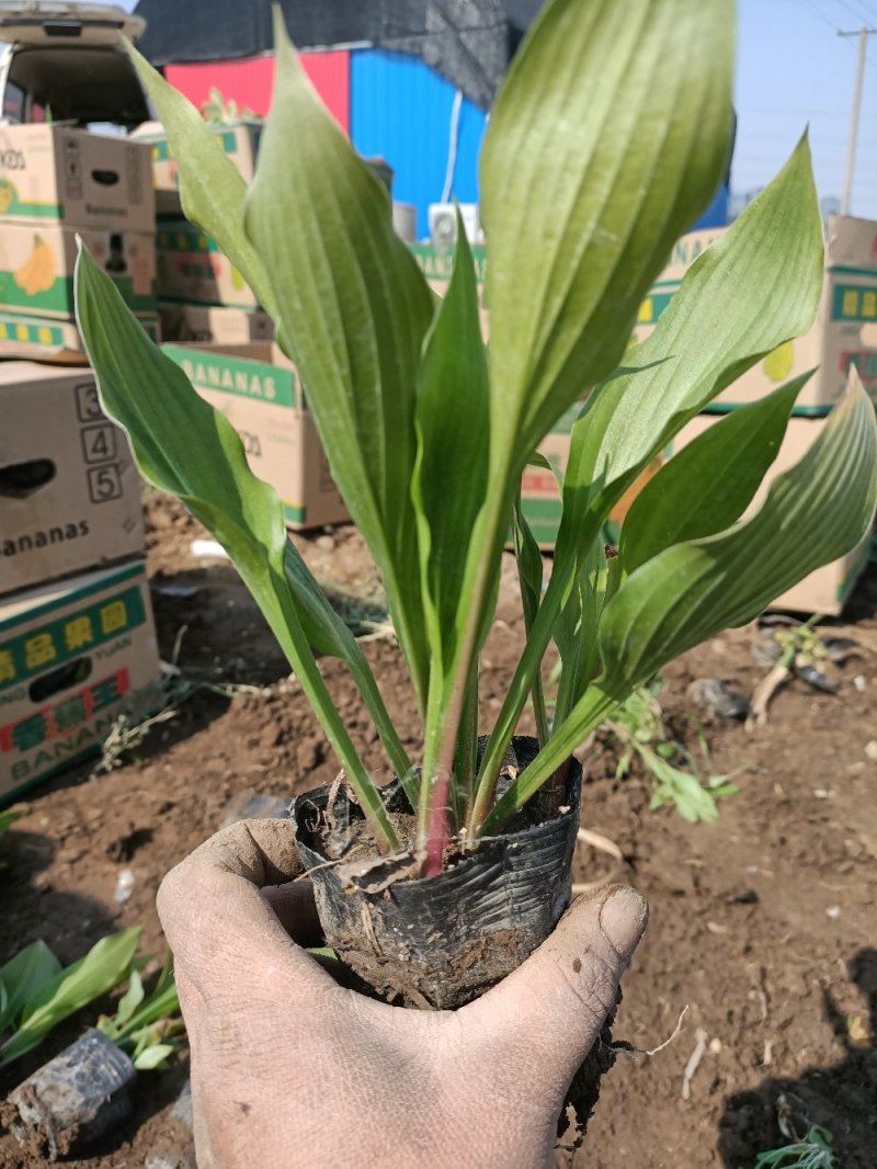 紫花玉簪抗涝抗寒抗旱玉簪