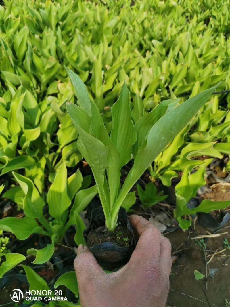 紫花玉簪抗涝抗寒抗旱玉簪