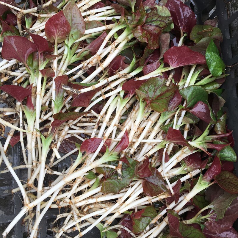 湖南省怀化市有机种植优选品种鱼腥草种苗基地优选