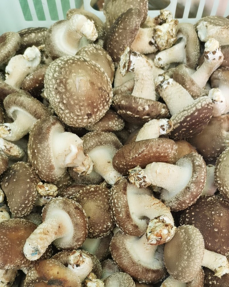 香菇批发