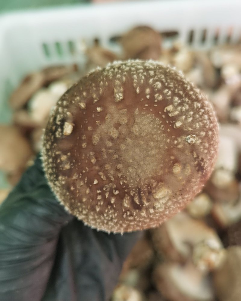 香菇批发