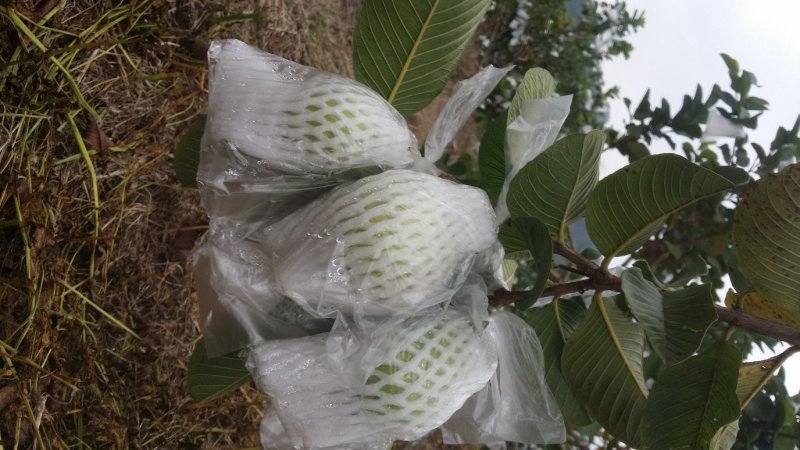红宝石阳春产地
