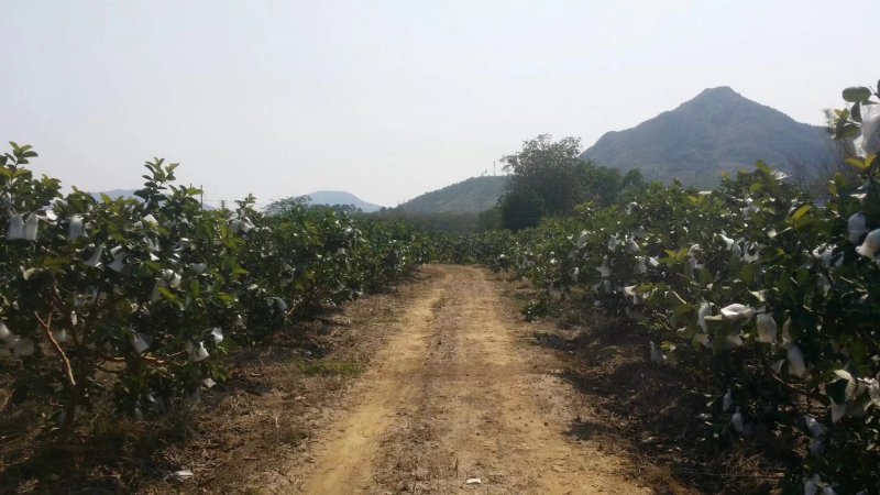 红宝石阳春产地