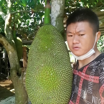 菠萝蜜