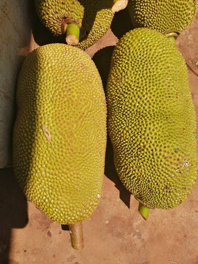 菠萝蜜