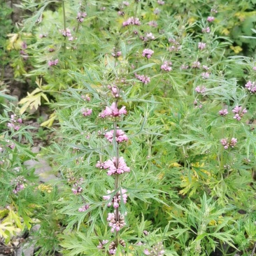 益母草