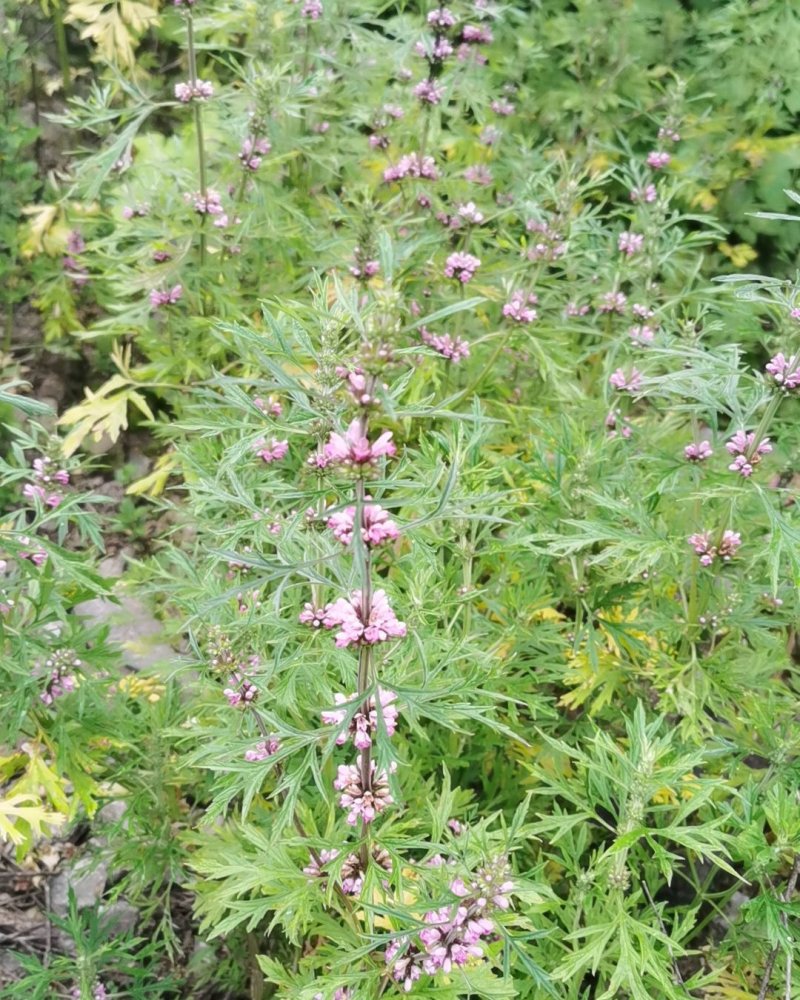 益母草