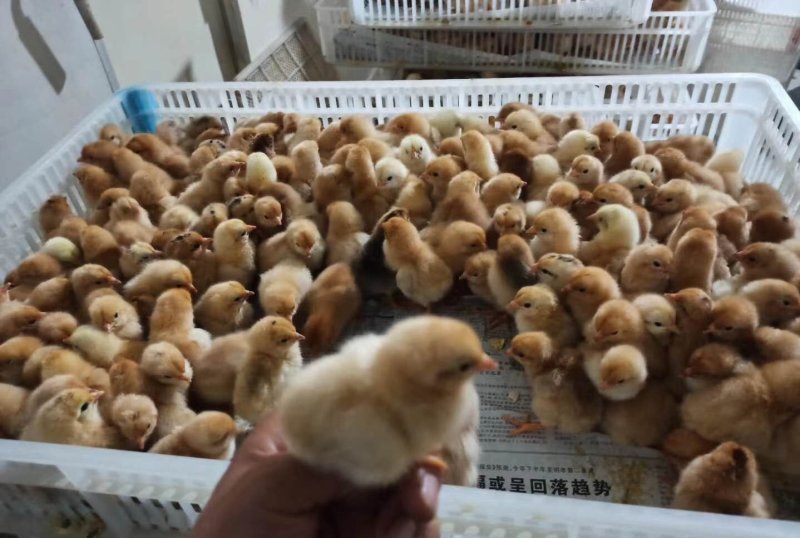 皖南黄公苗优质土鸡苗厂家直销