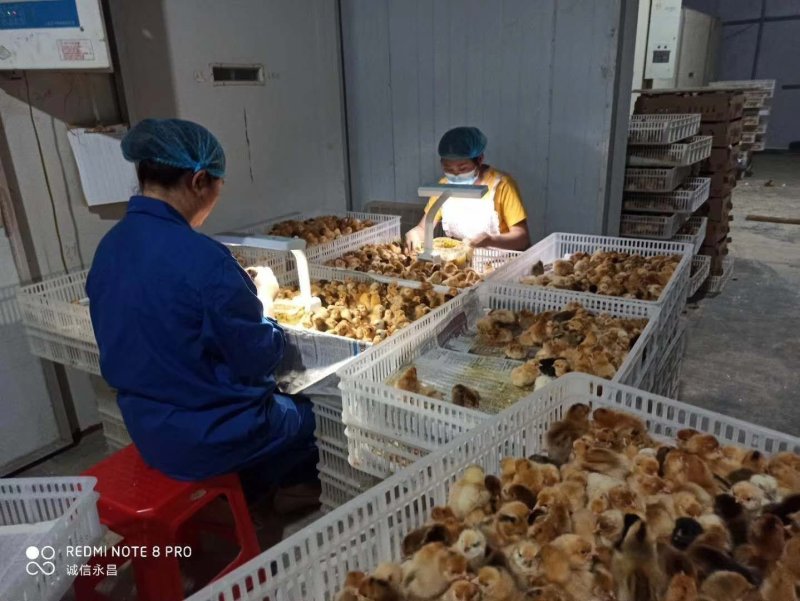 皖南黄公苗优质土鸡苗厂家直销