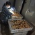皖南黄公苗优质土鸡苗厂家直销