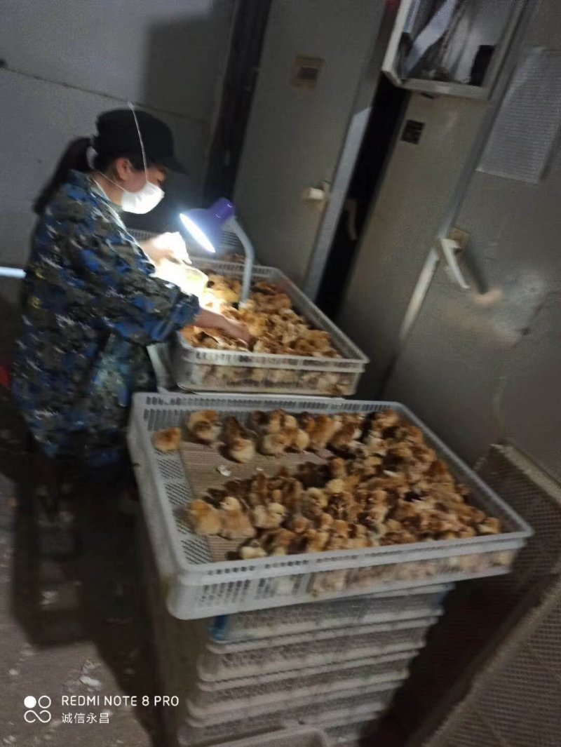 皖南黄公苗优质土鸡苗厂家直销