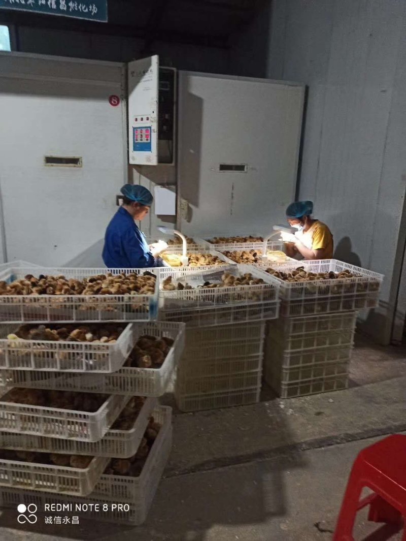 皖南黄公苗优质土鸡苗厂家直销