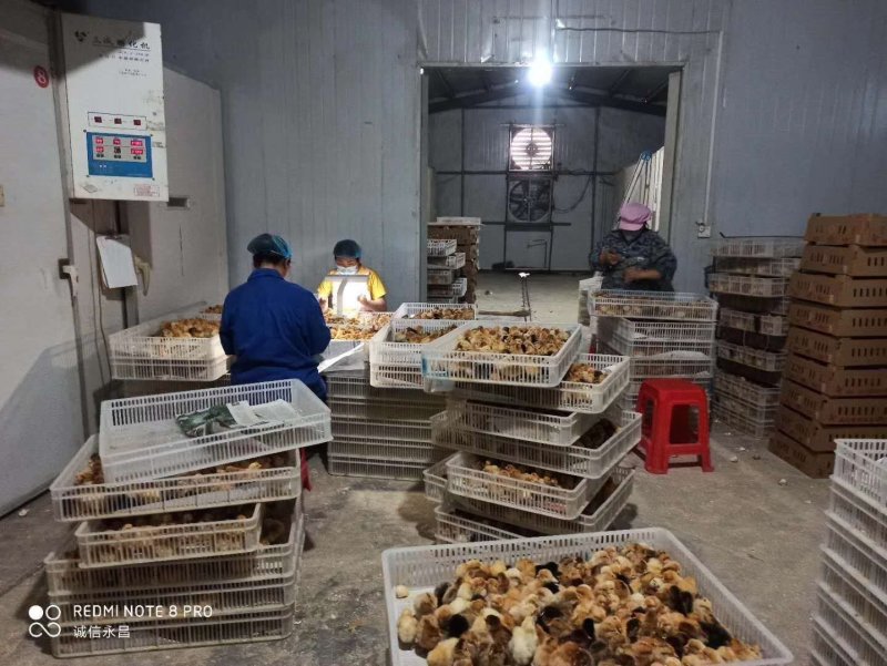 皖南黄公苗优质土鸡苗厂家直销