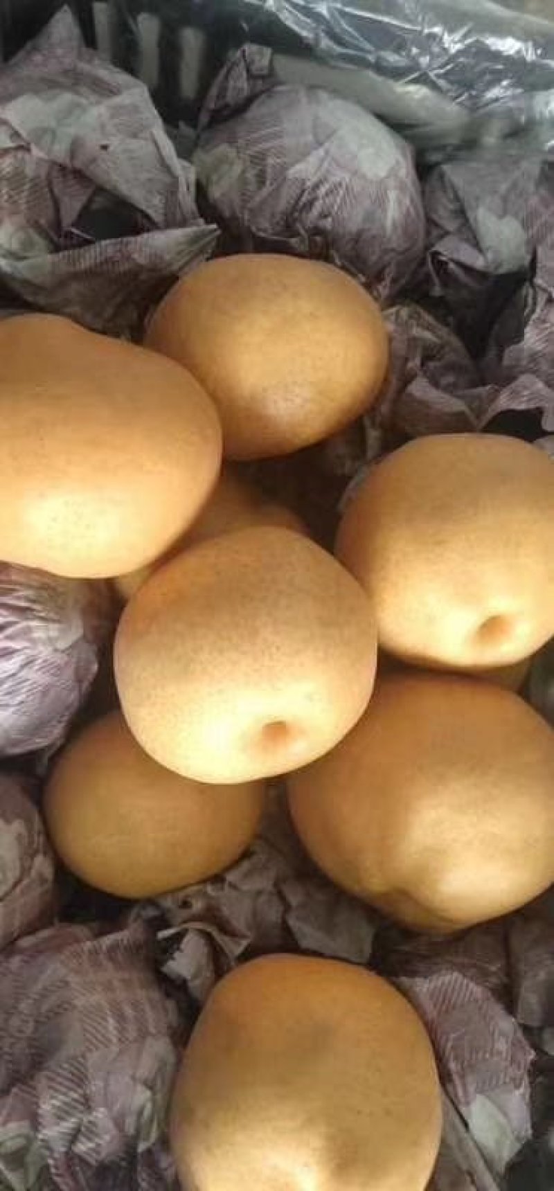 冷库有风水梨十万斤