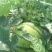 【平台力荐】夏县温棚美都，麒麟西瓜，口感脆甜，水分足