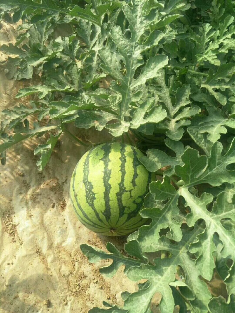 【平台力荐】夏县温棚美都，麒麟西瓜，口感脆甜，水分足