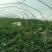 【平台力荐】夏县温棚美都，麒麟西瓜，口感脆甜，水分足