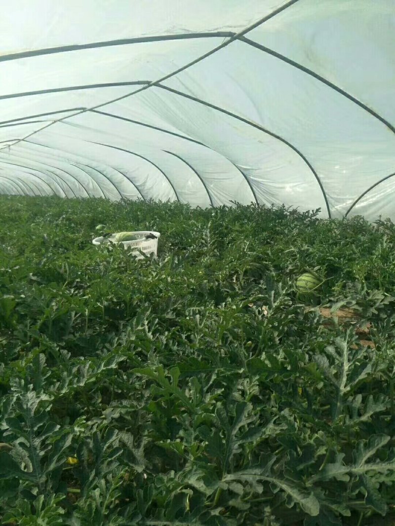 【平台力荐】夏县温棚美都，麒麟西瓜，口感脆甜，水分足