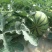 【平台力荐】夏县温棚美都，麒麟西瓜，口感脆甜，水分足