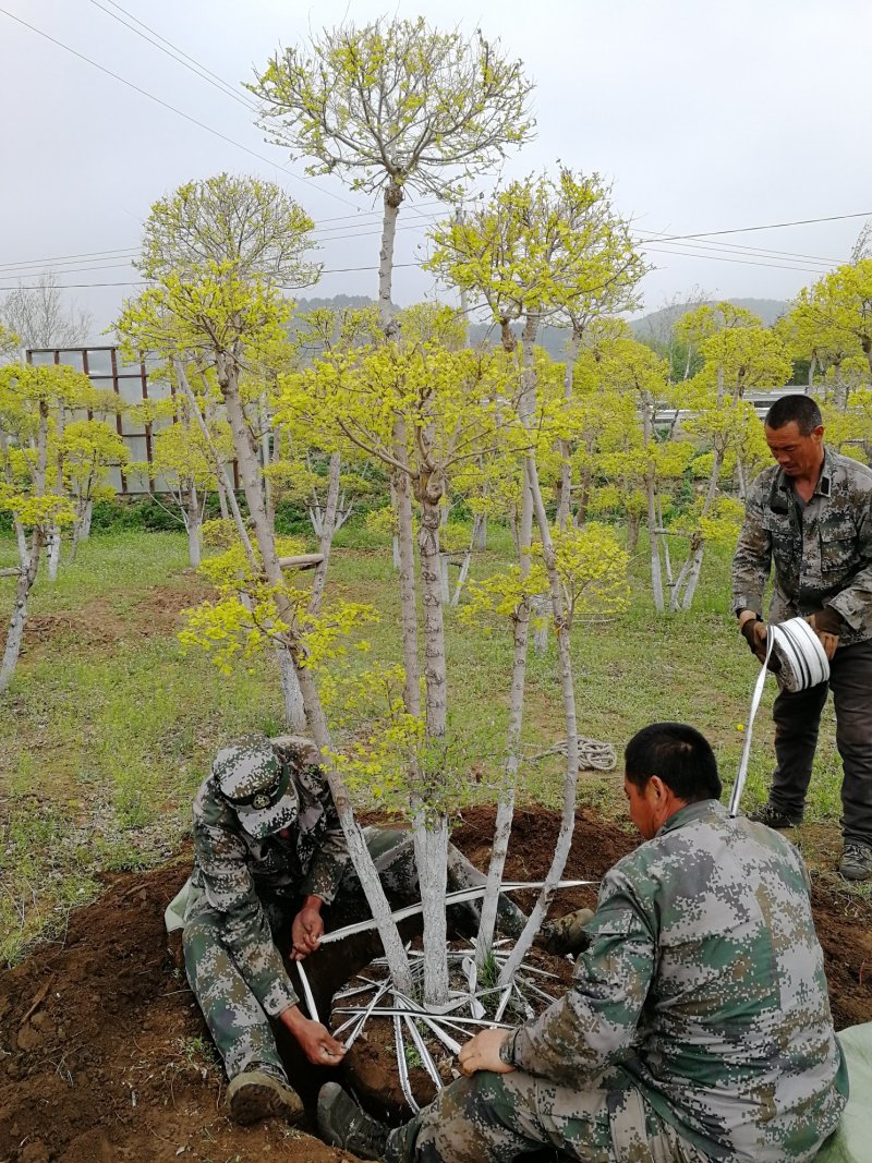 辽宁开原金叶榆造型树繁育基地规格齐全质量保证全国发货