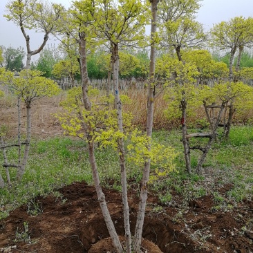 辽宁开原金叶榆造型树繁育基地规格齐全质量保证全国发货