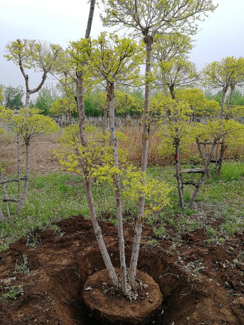 辽宁开原金叶榆造型树繁育基地规格齐全质量保证全国发货