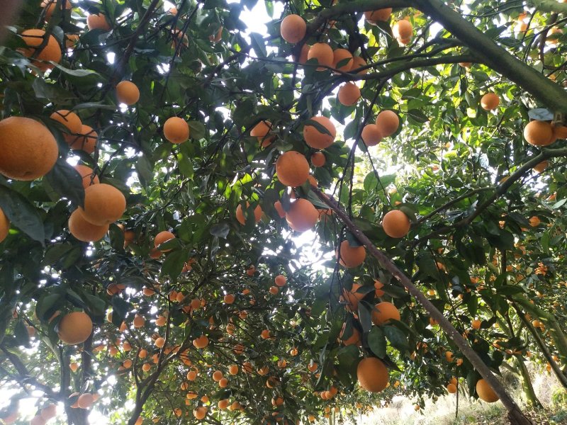 夏橙