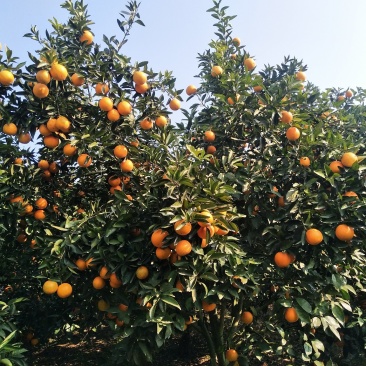 夏橙