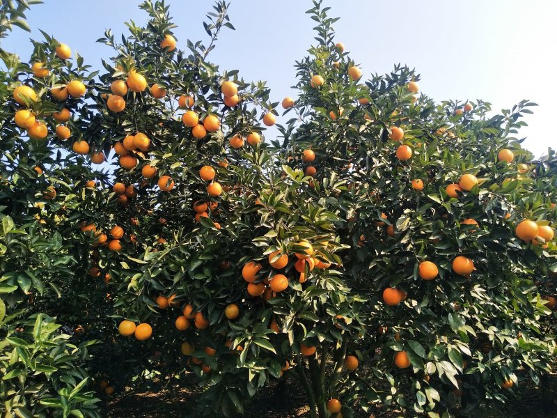 夏橙