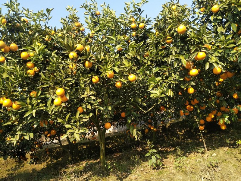 夏橙